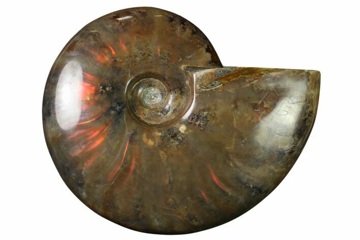 Flashy Red Iridescent Ammonite #155267